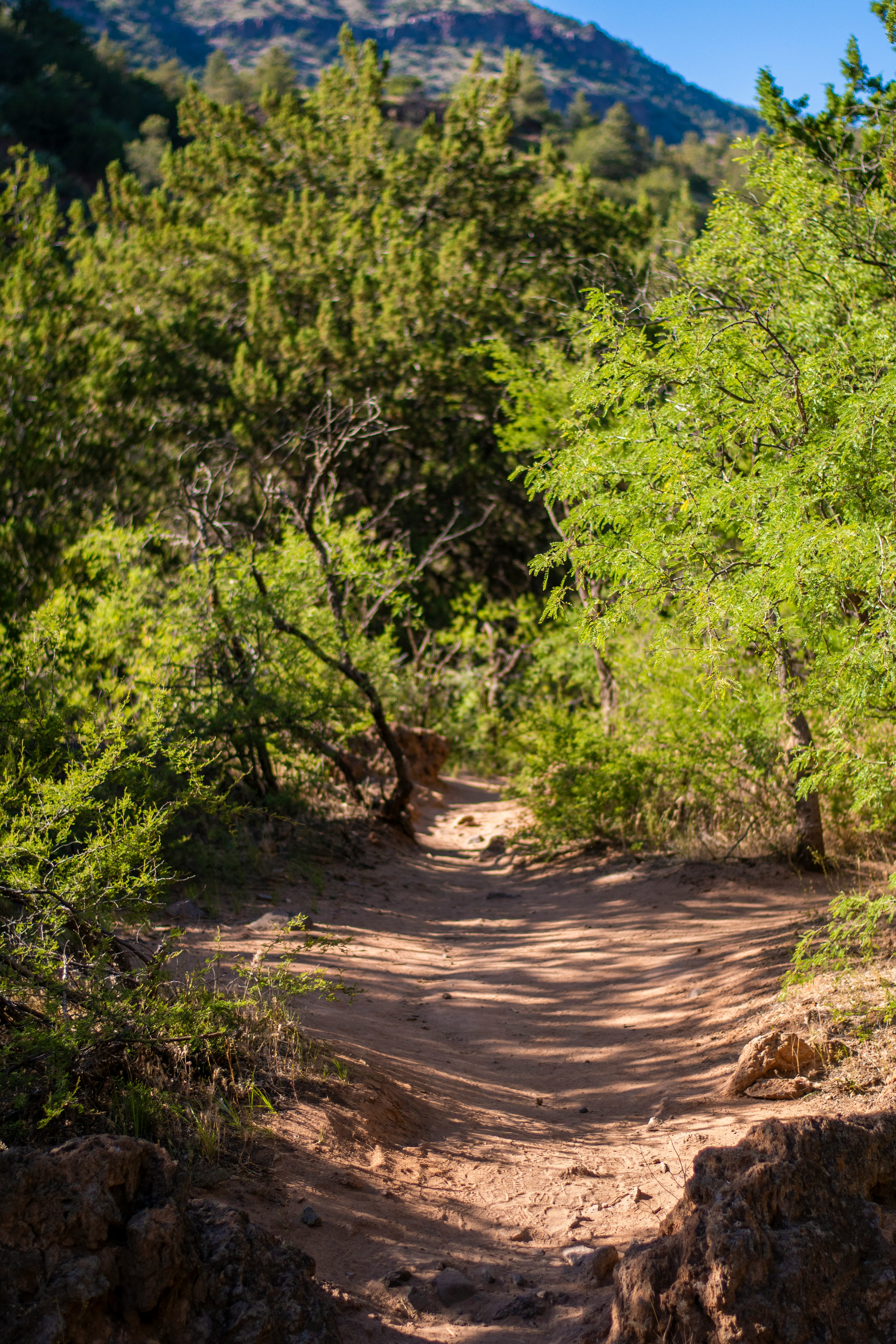 green trees and brown dirt road